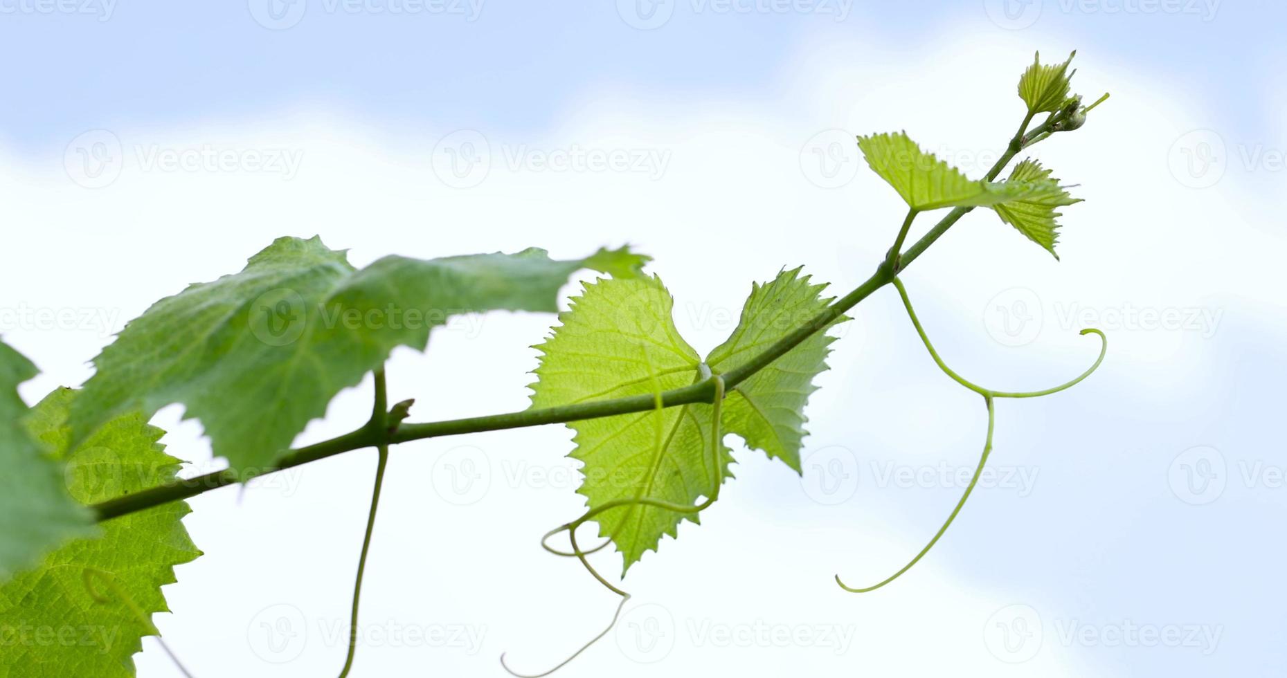 green foliage of grapes in summer in vineyards photo