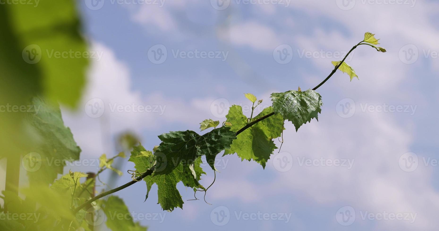 green foliage of grapes in summer in vineyards photo