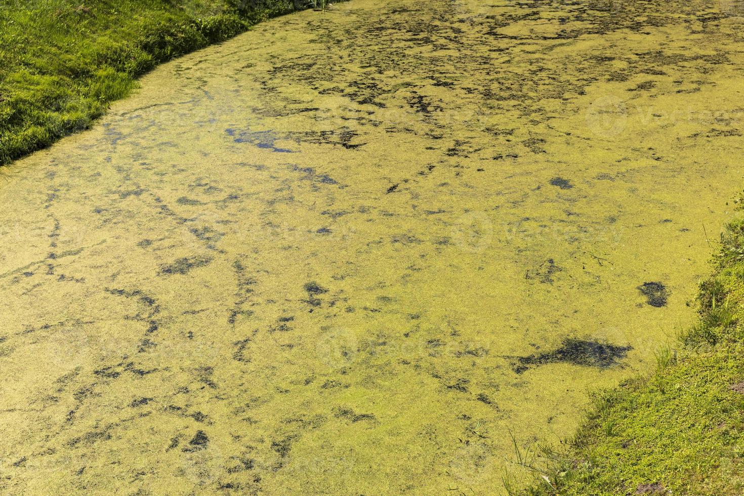 Swampy terrain with plants in summer photo