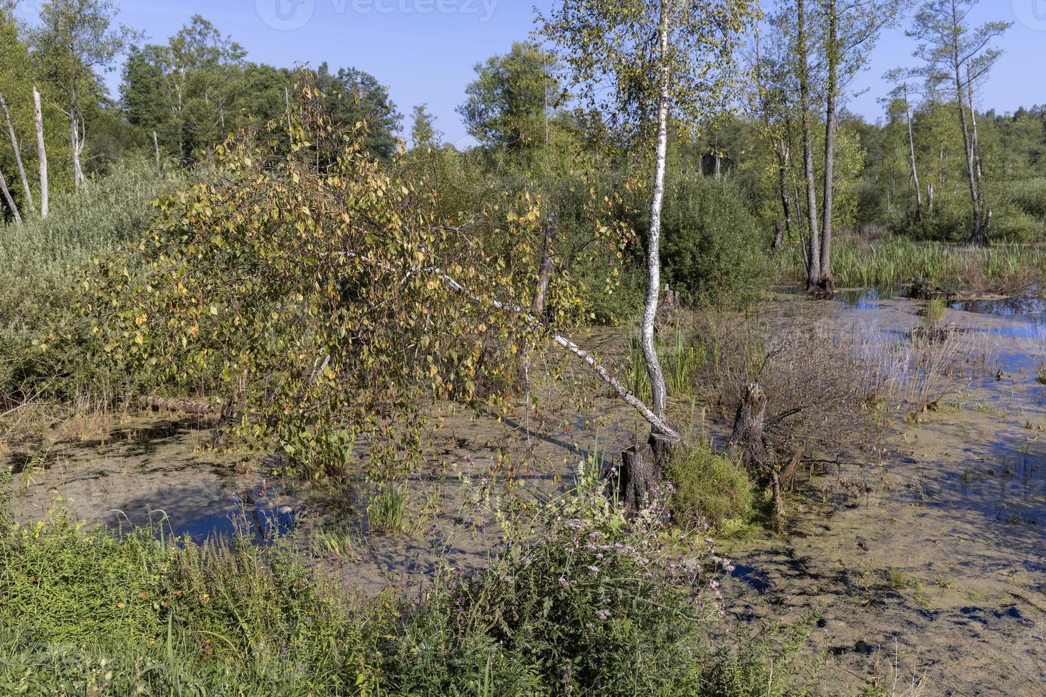 Swampy terrain with plants in summer photo