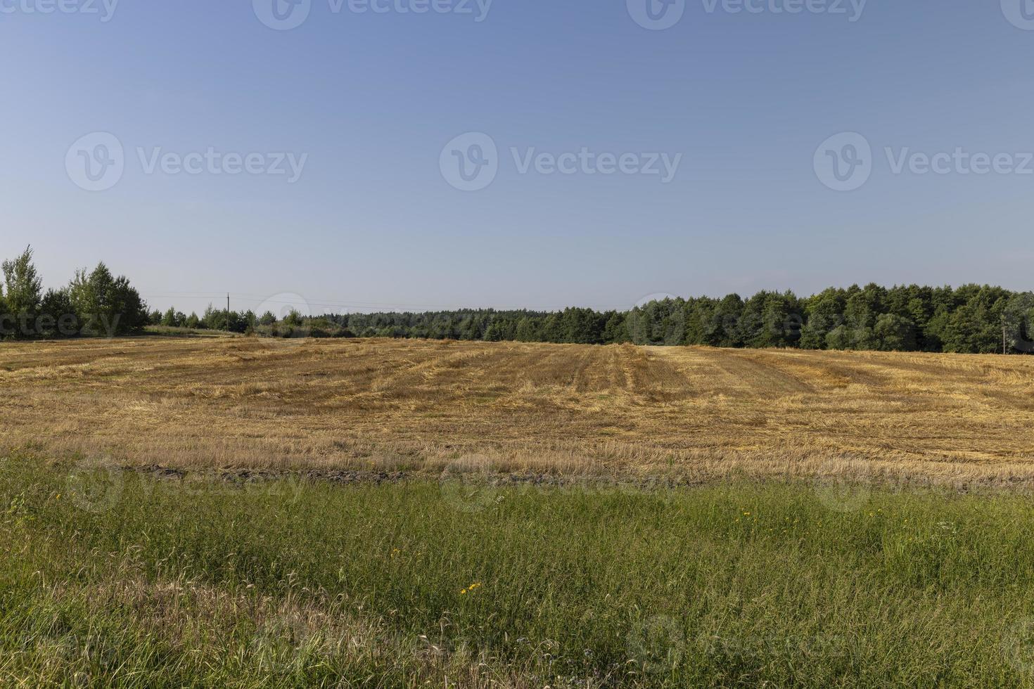 A field with cereals in the summer photo