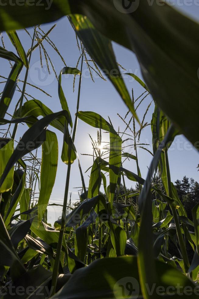 Corn field with green plants photo