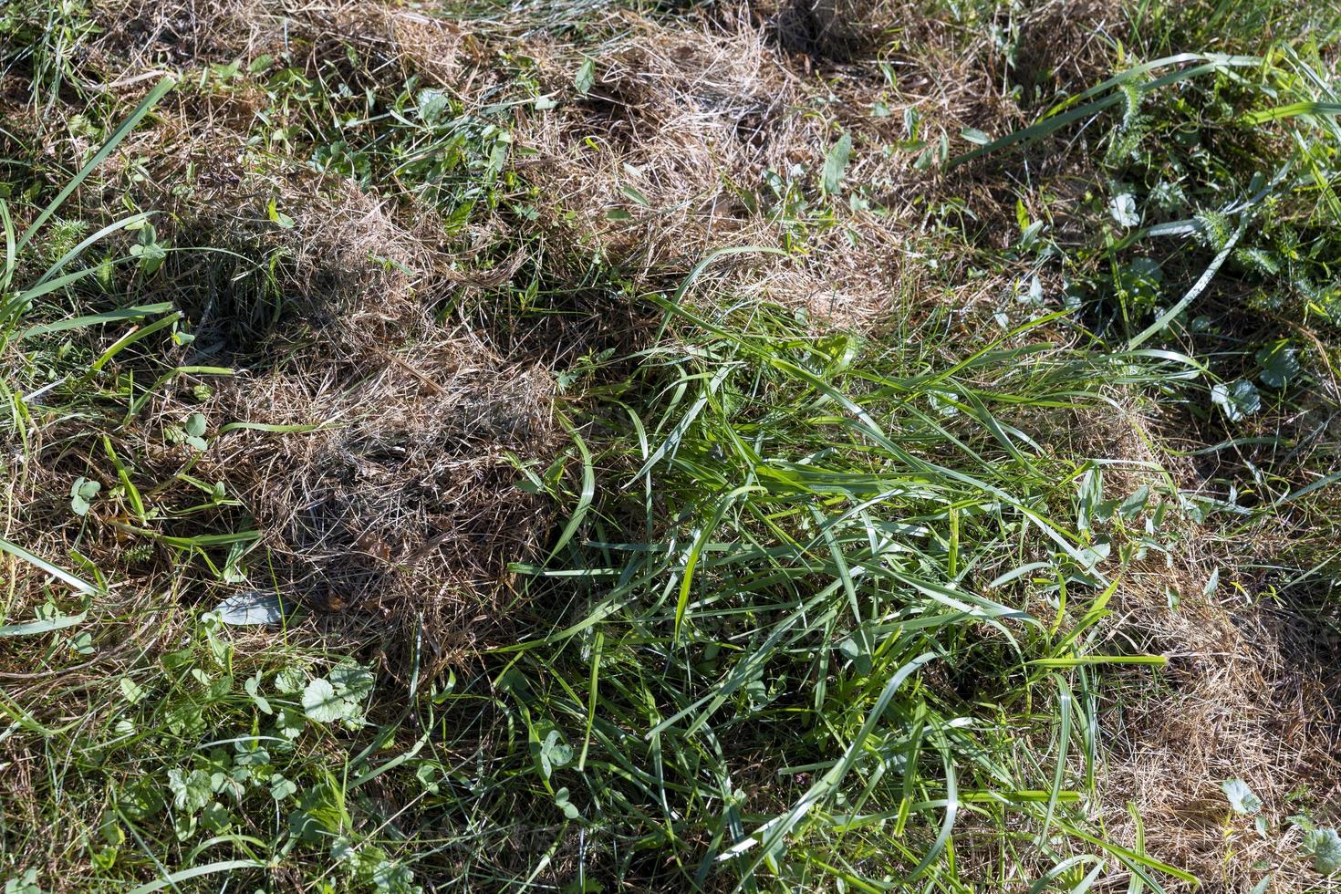 field with grass for harvesting fodder for cows photo