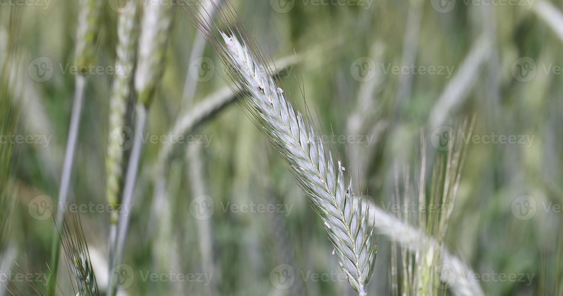 An agricultural field where unripe cereals grow photo