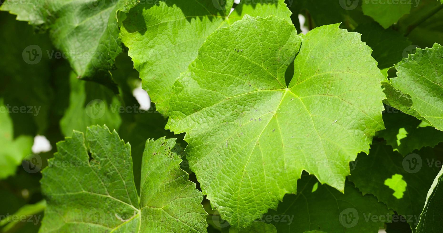 green foliage of grapes in summer in vineyards photo