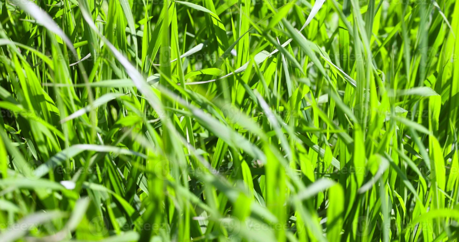 Green grass in summer in windy weather photo