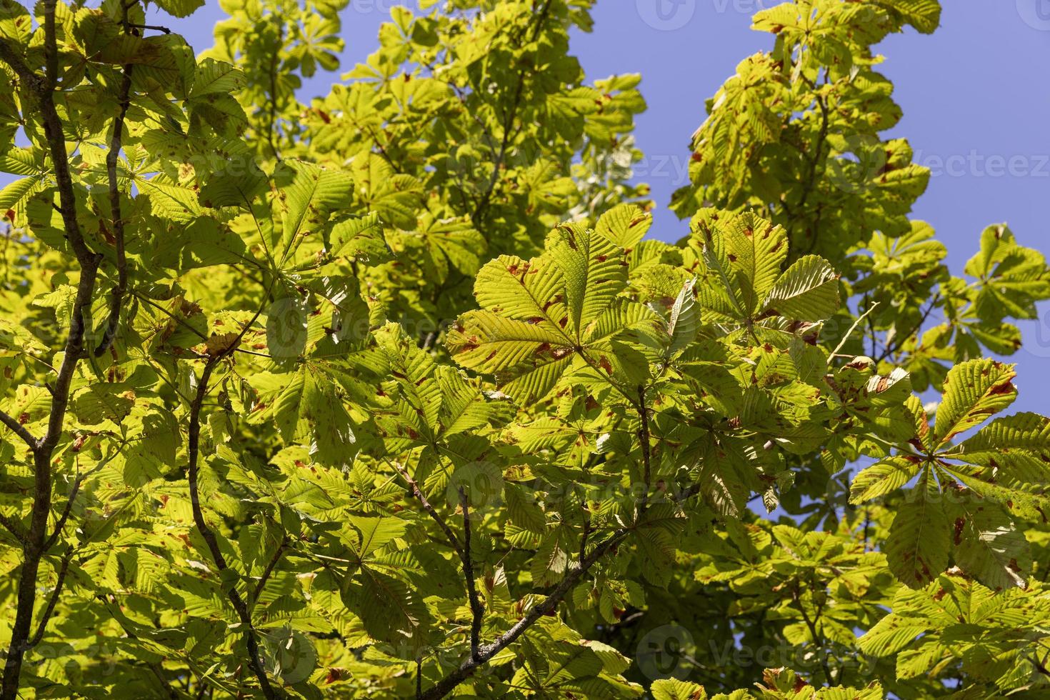 Deciduous trees with green foliage in summer photo