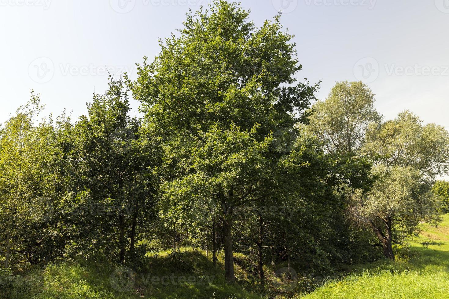 Different trees growing together in the forest 11629702 Stock Photo at