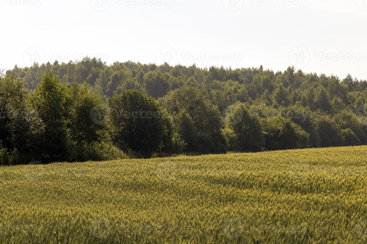 An agricultural field where ripening cereal wheat grows photo