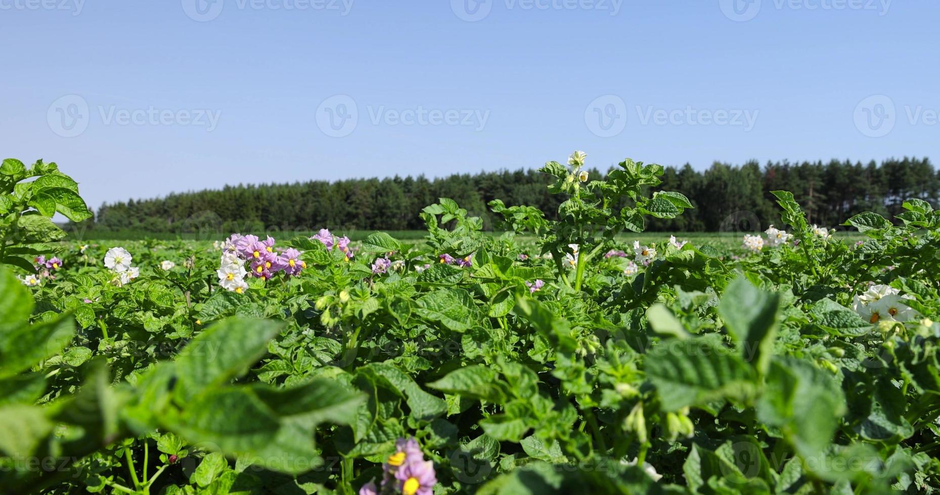 arbustos de patata verde en el campo foto