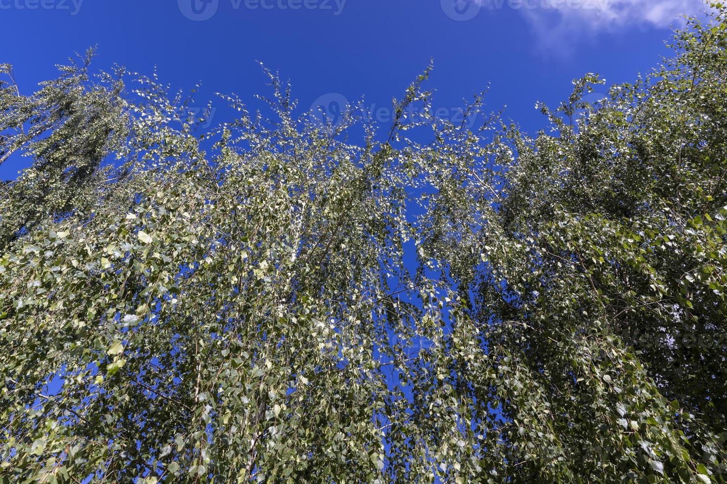 High birch tree in summer photo