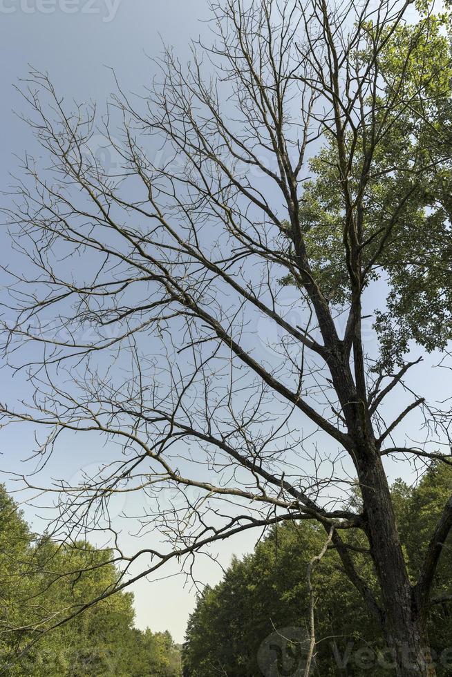 Different trees growing together in the forest 11629743 Stock Photo at