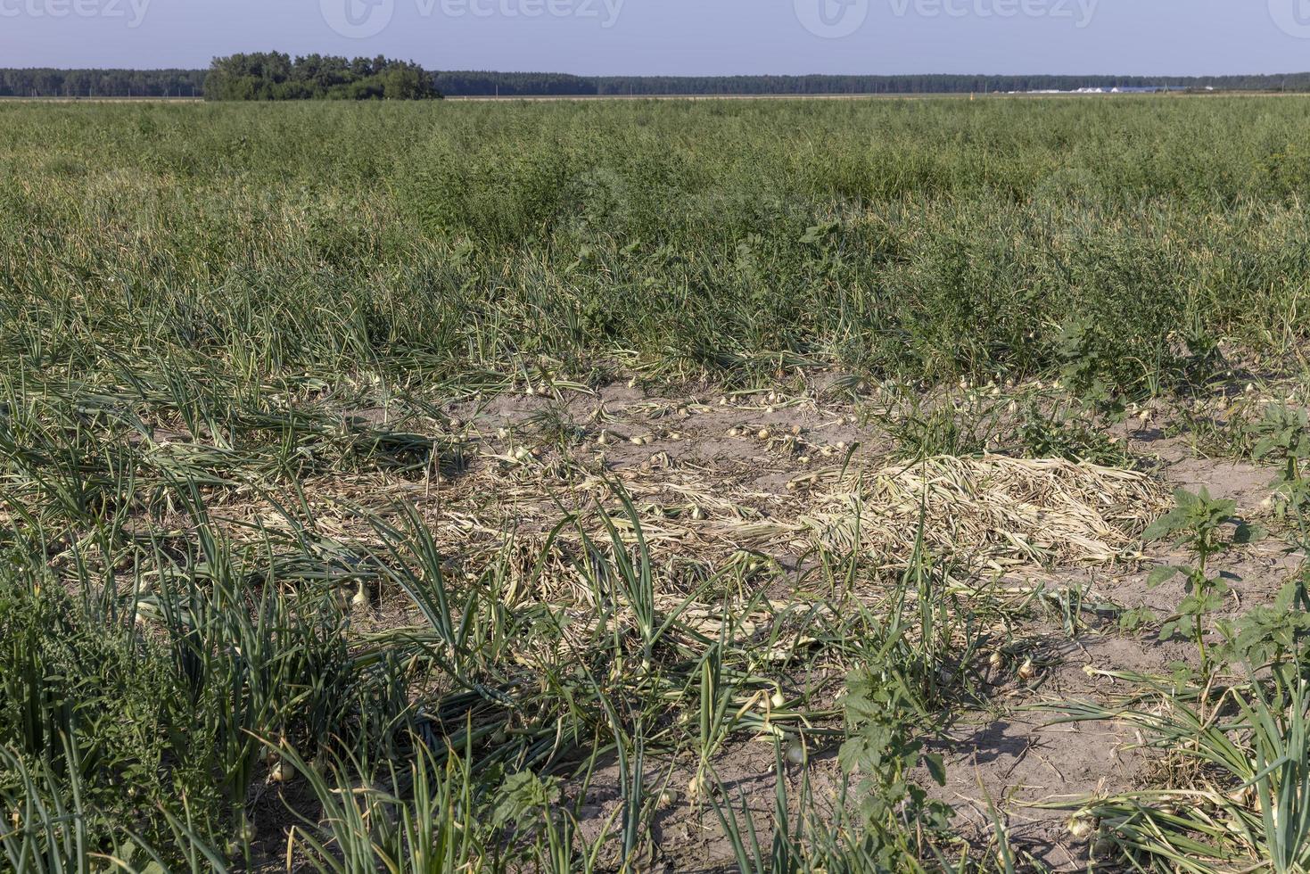A field with a ripe onion harvest during the food harvest photo