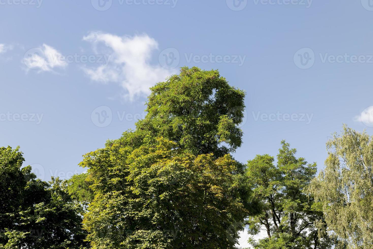 A variety of trees growing in the park photo