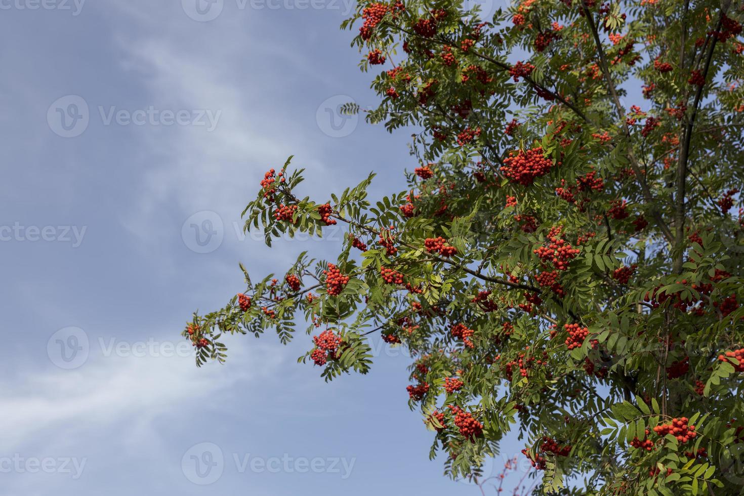 Red rowan berries in the summer photo