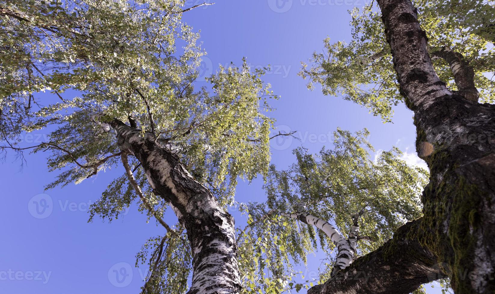 High birch tree in summer photo