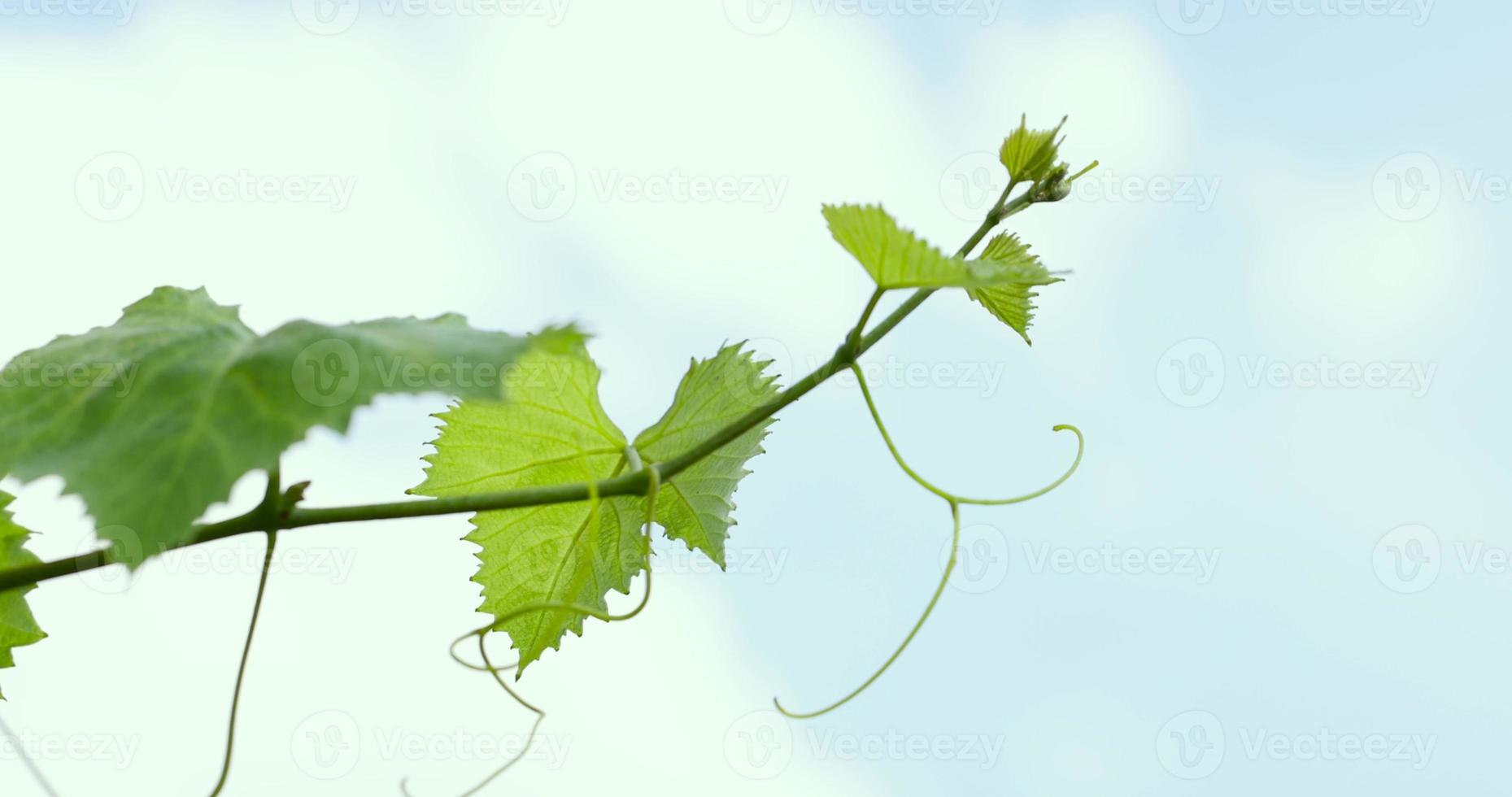 Green foliage of grapes in sunny windy weather photo