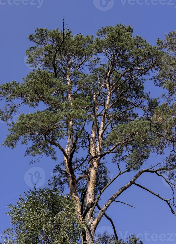 A variety of trees growing in the park 11629875 Stock Photo at Vecteezy