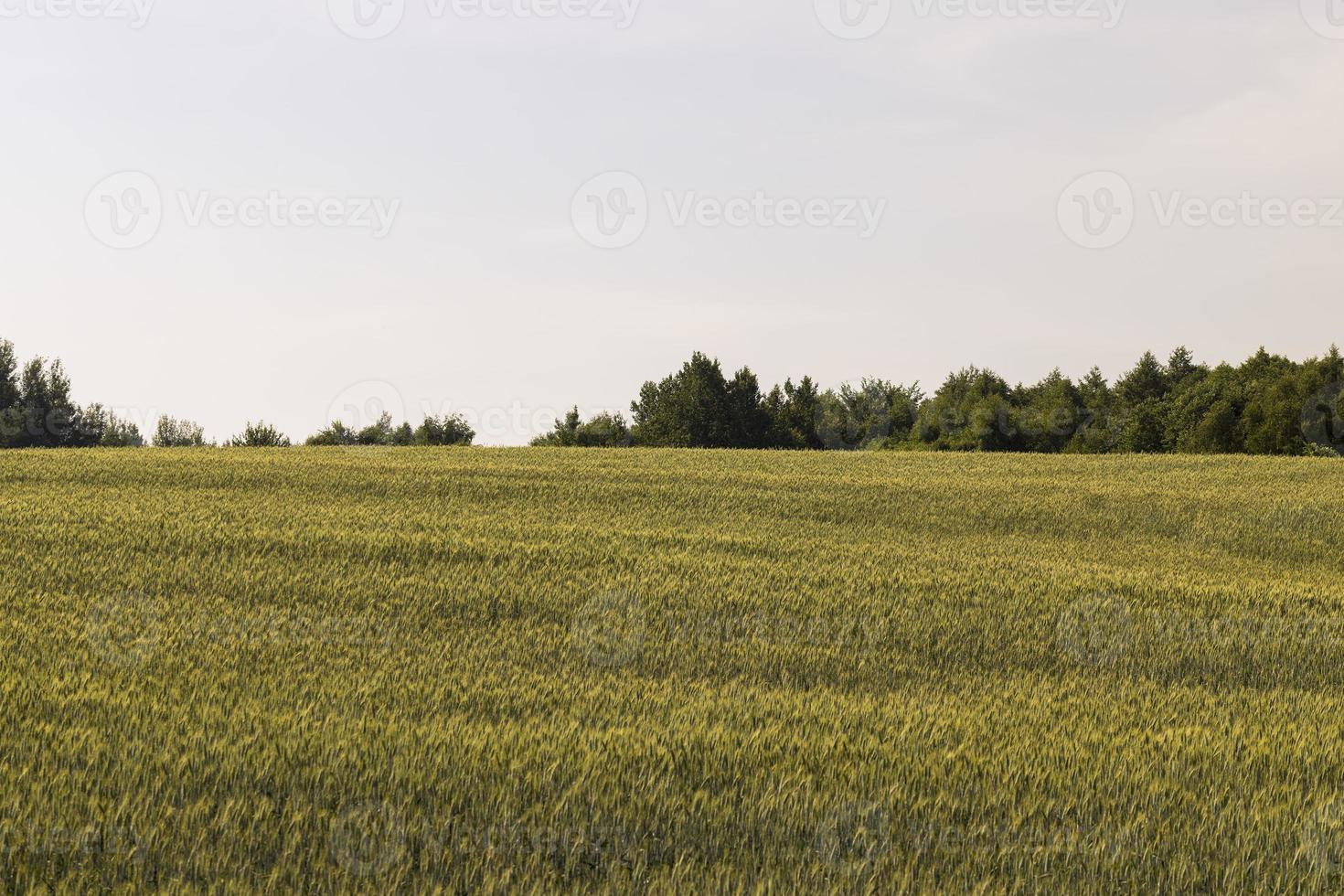 un campo agrícola donde crece el trigo de cereales maduros foto