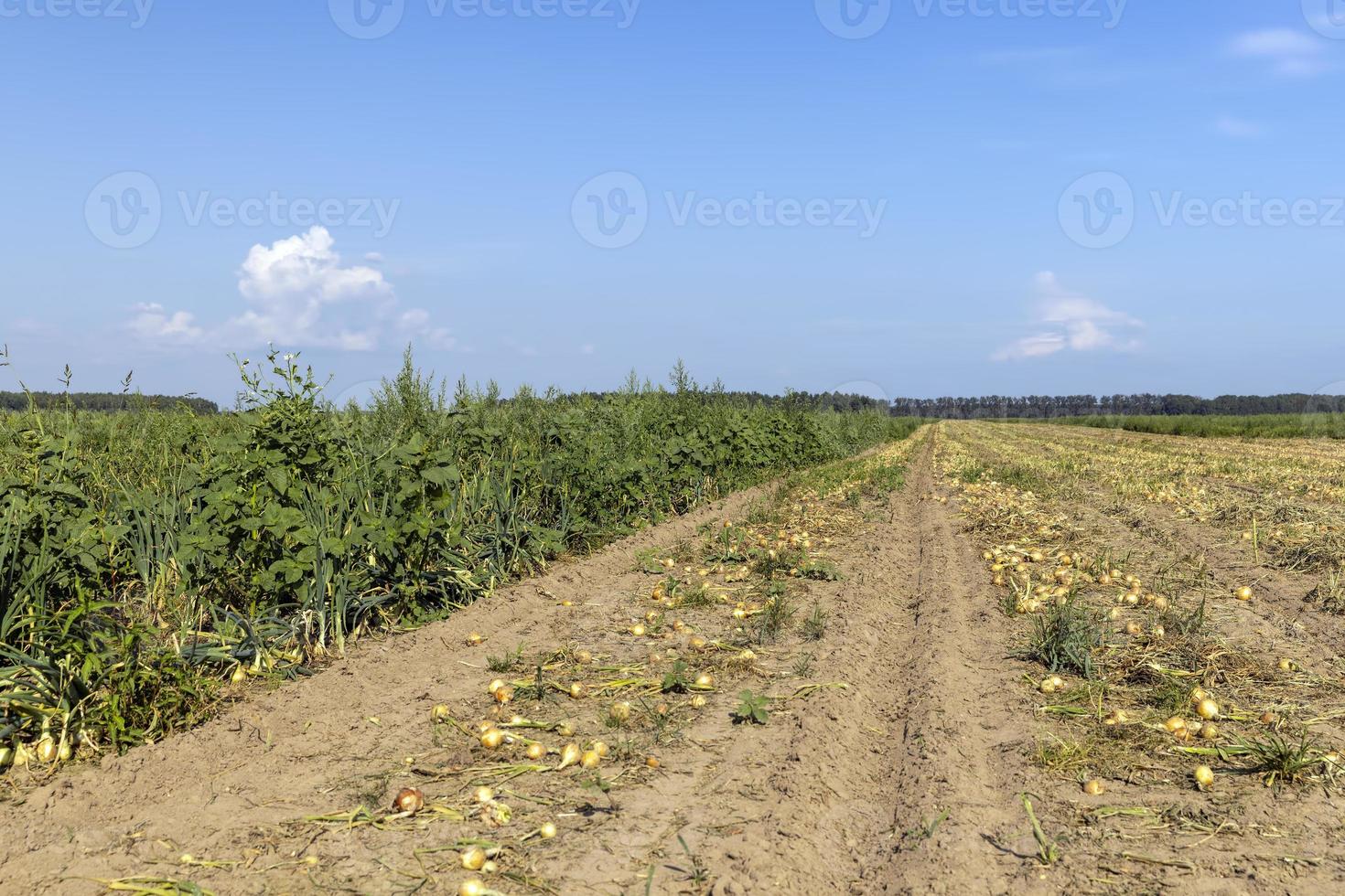 A field with a ripe onion harvest during the food harvest photo