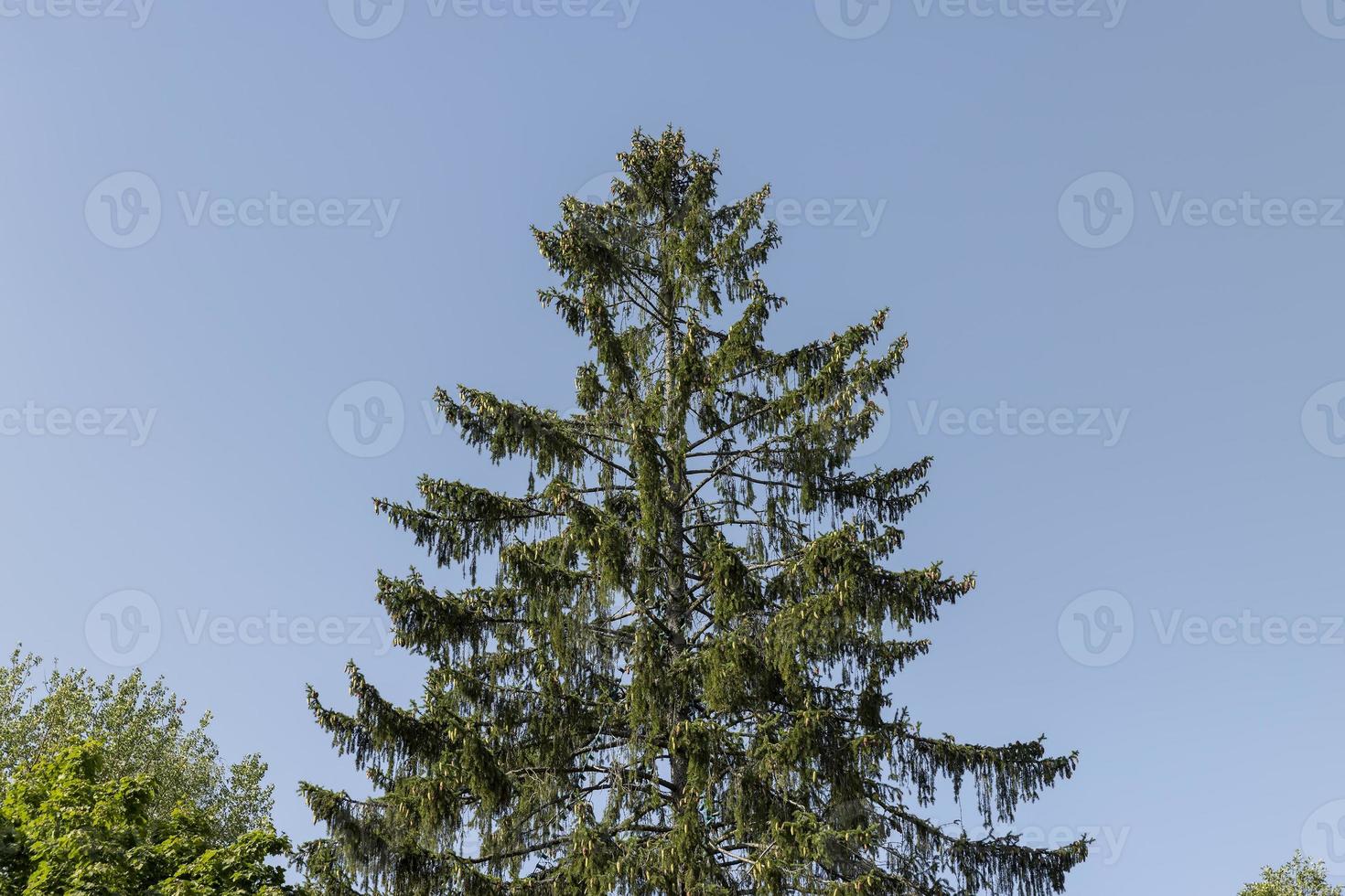 A variety of trees growing in the park photo