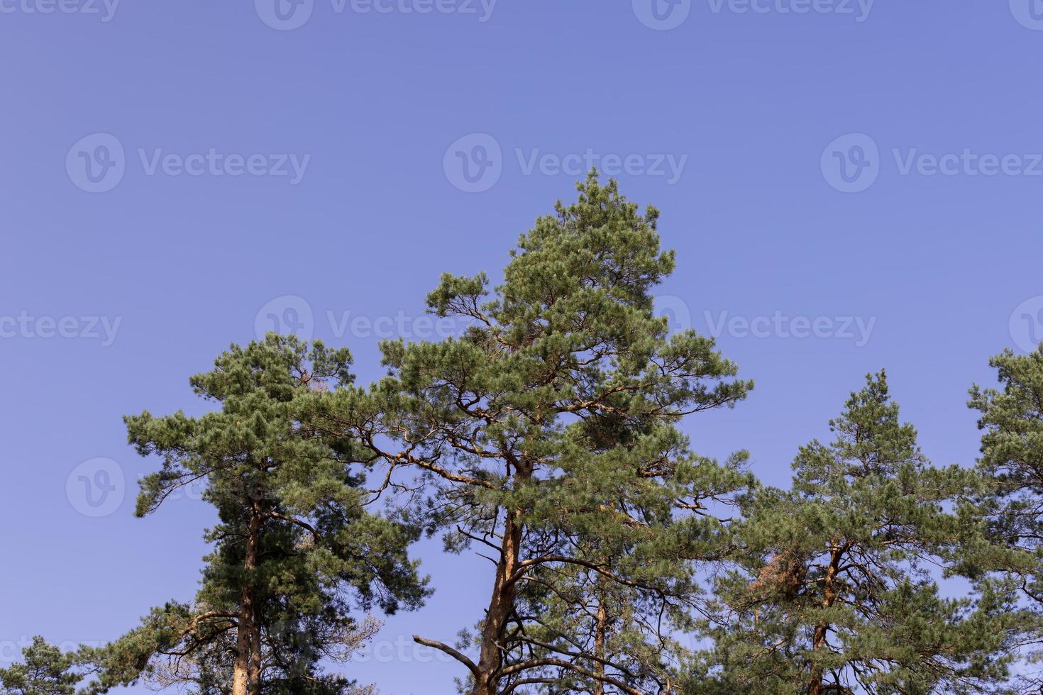 A variety of trees growing in the park photo