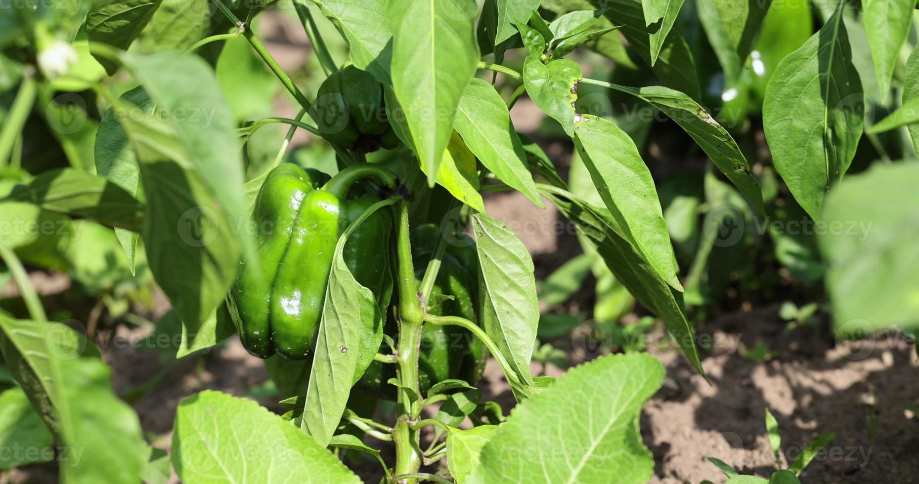 green peppers on a flying field photo