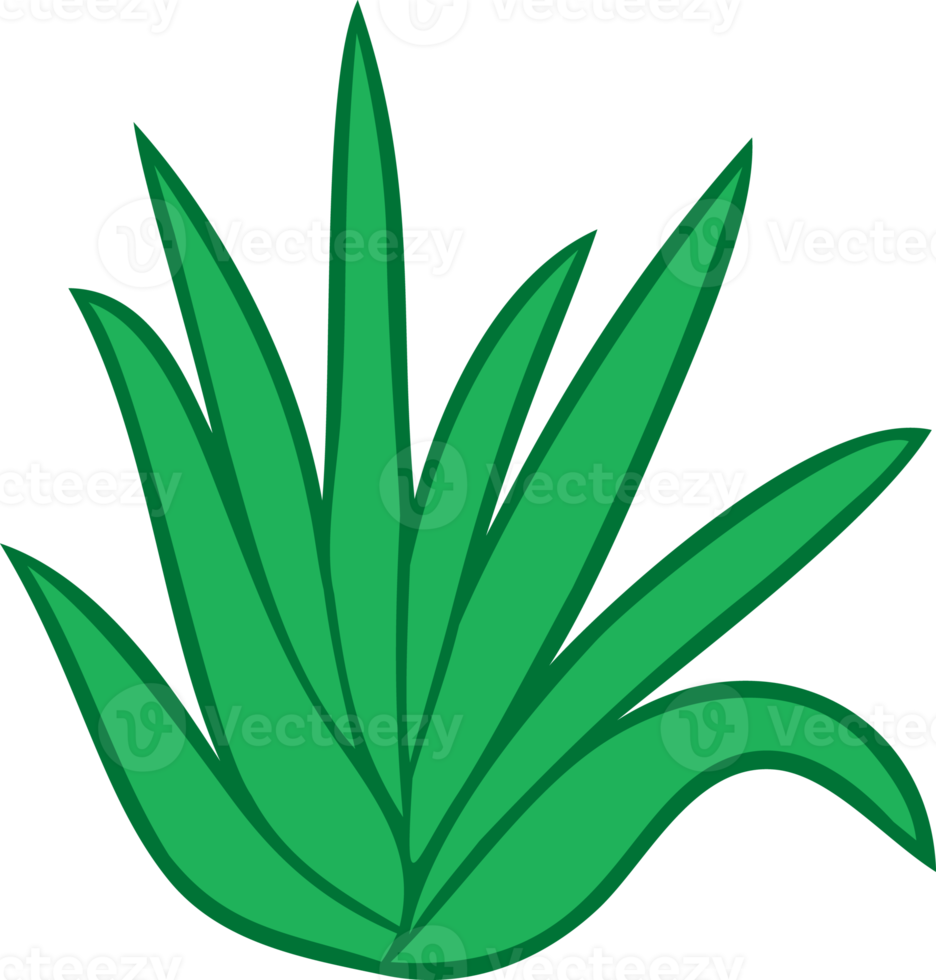 aloe vera växt illustration png