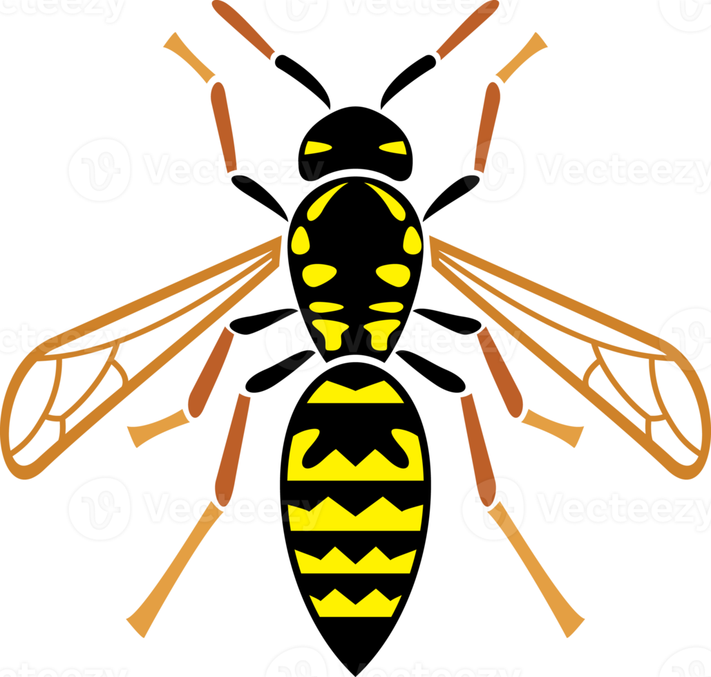 Wasp Insect Illustration png