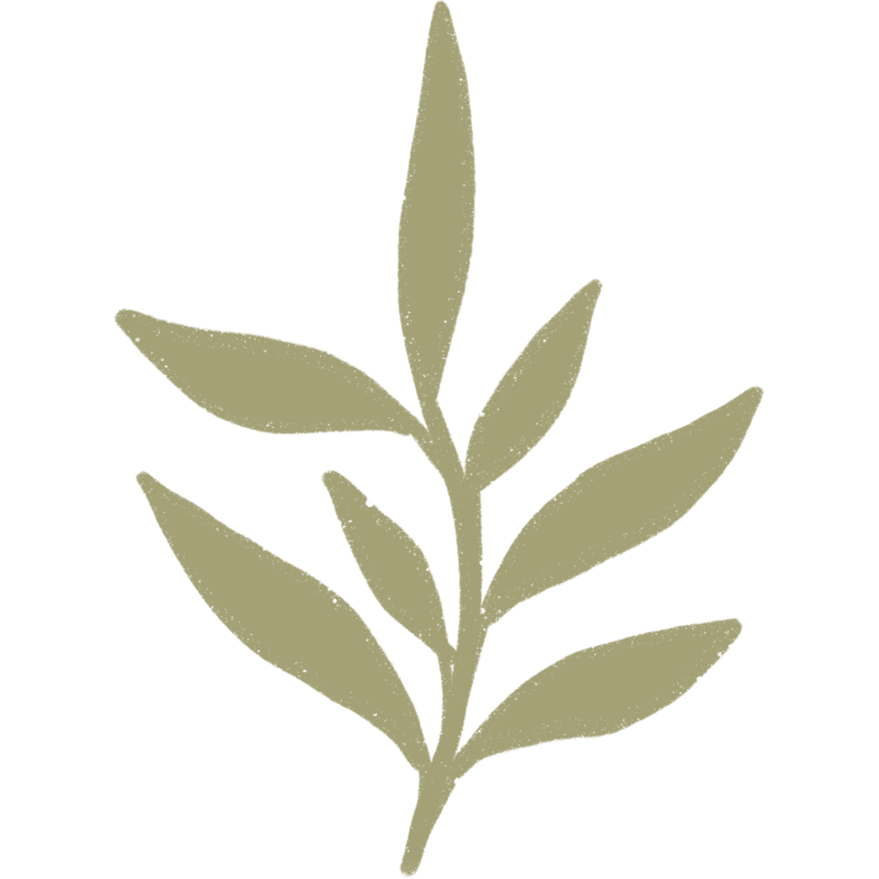 Simple linear plant flower leaf. Hand drawn botanical illustrations png