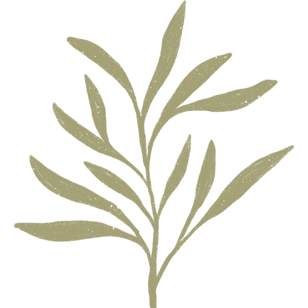 Simple linear plant flower leaf. Hand drawn botanical illustrations png