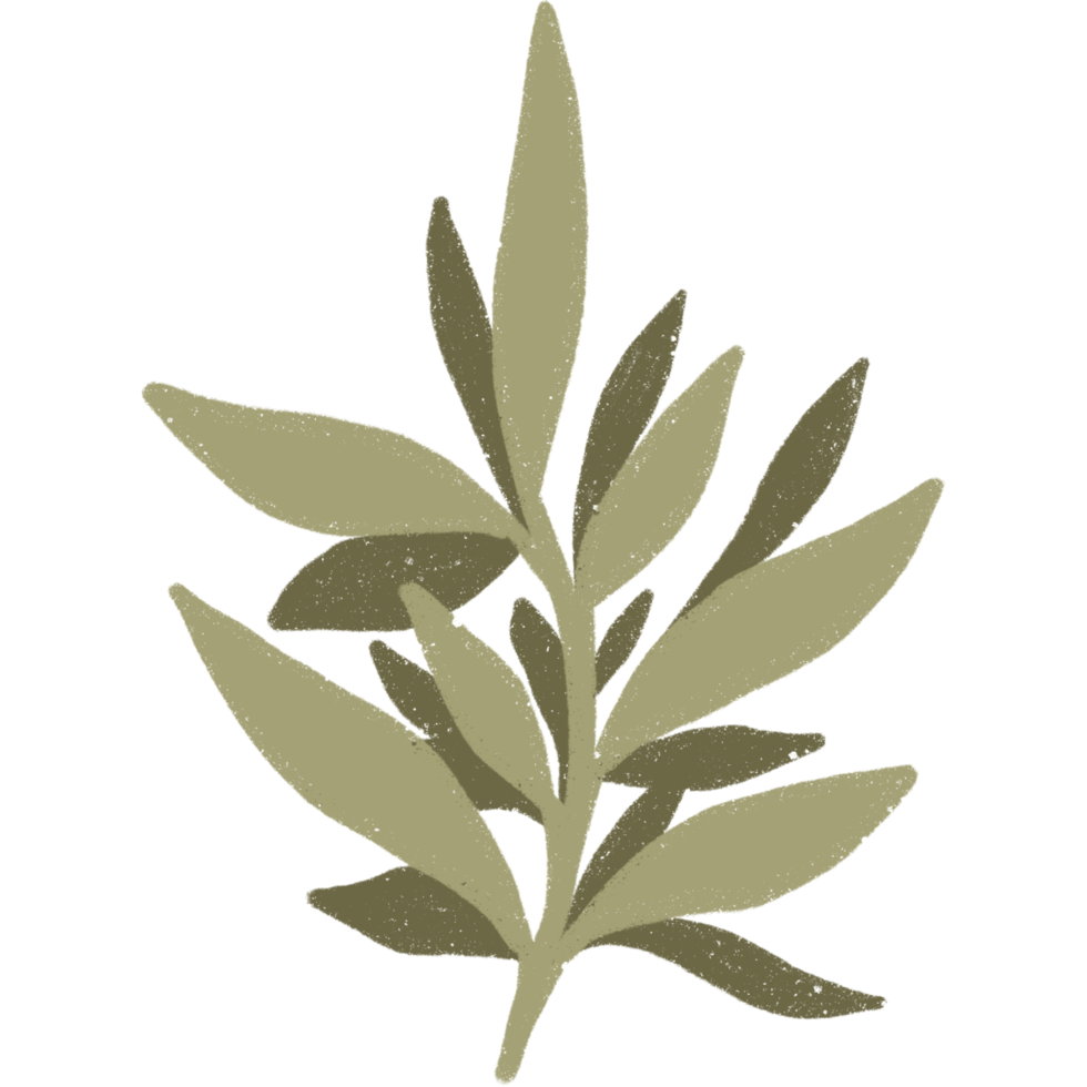 Simple linear plant flower leaf. Hand drawn botanical illustrations png