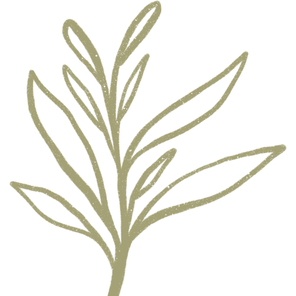 Simple linear plant flower leaf. Hand drawn botanical illustrations png