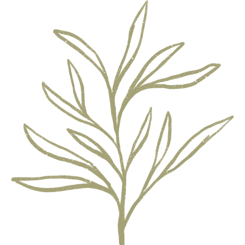 Simple linear plant flower leaf. Hand drawn botanical illustrations png