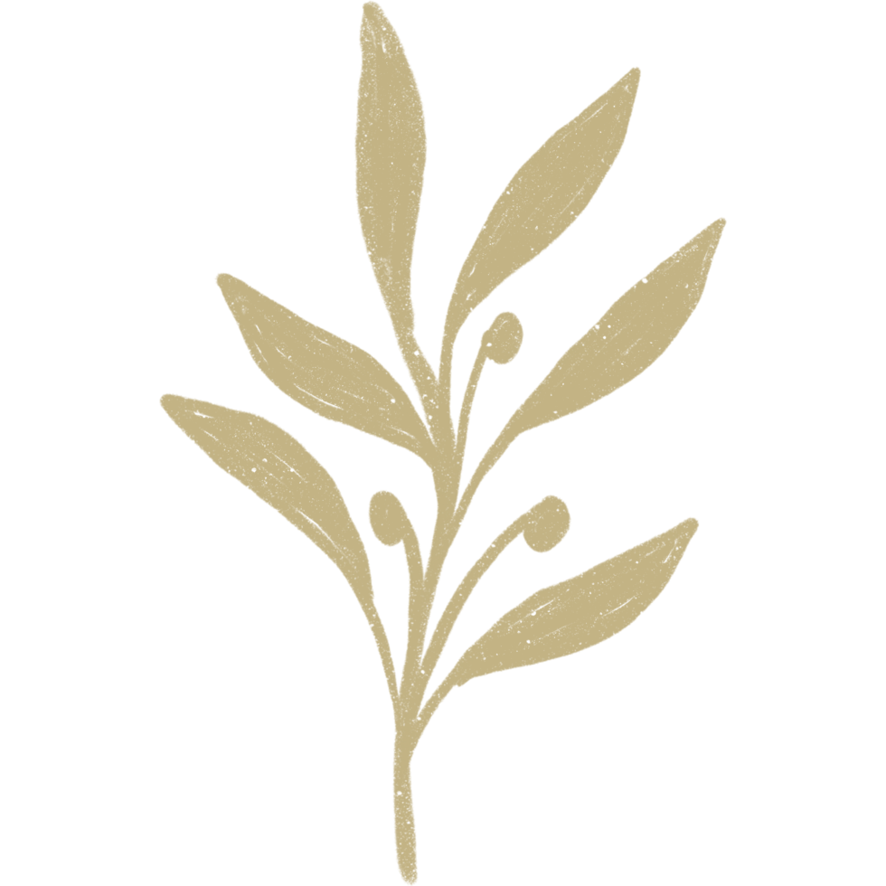 Simple linear plant flower leaf. Hand drawn botanical illustrations png