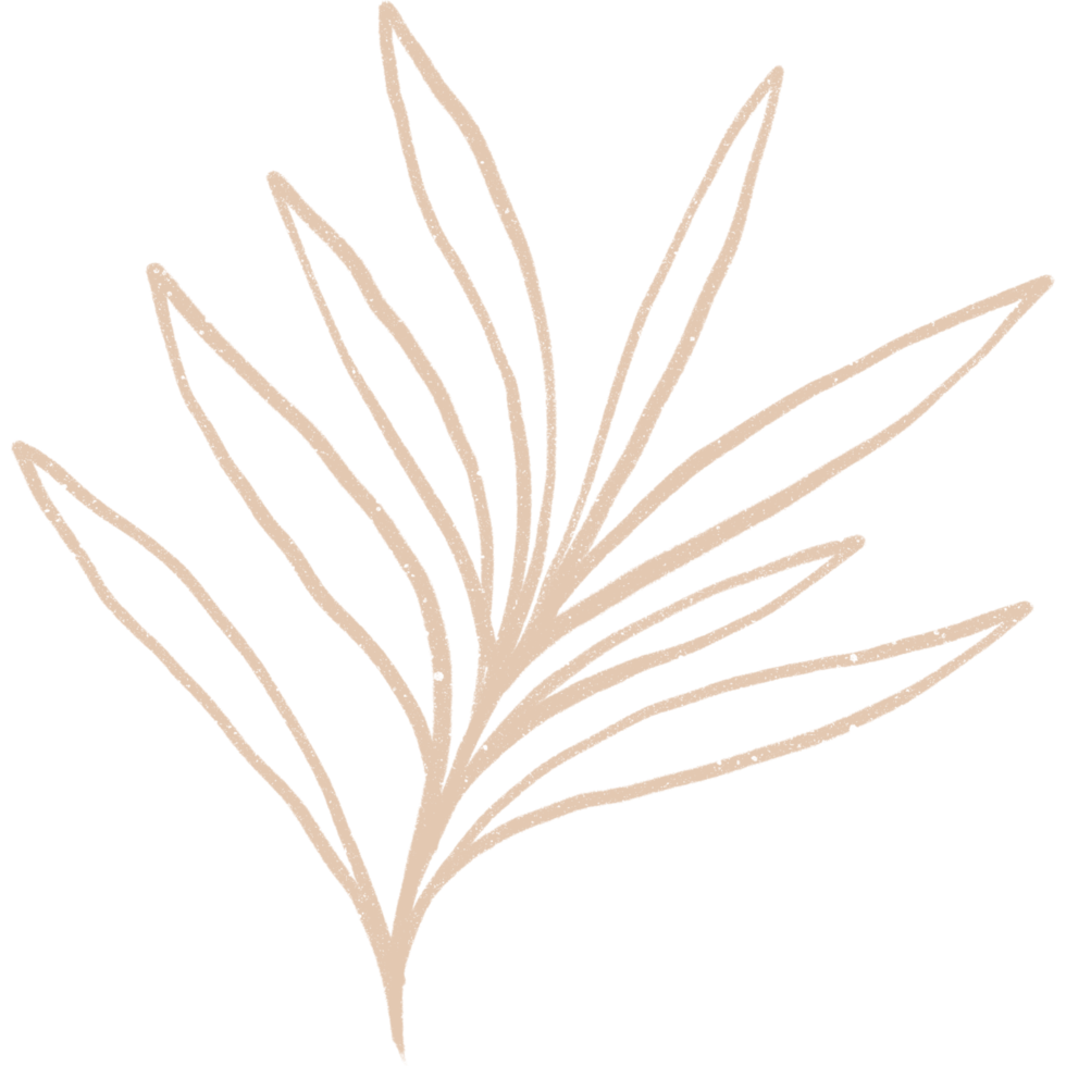 Simple linear plant flower leaf. Hand drawn botanical illustrations png