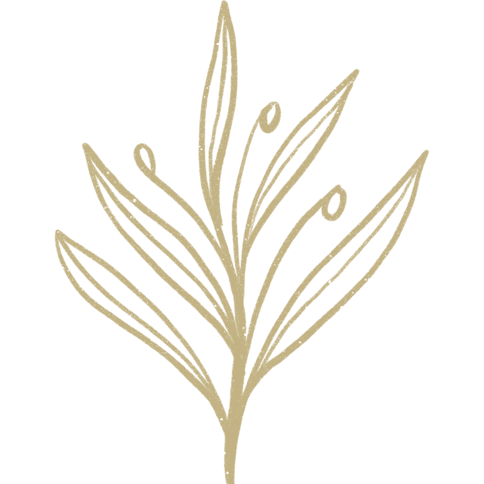 Simple linear plant flower leaf. Hand drawn botanical illustrations png