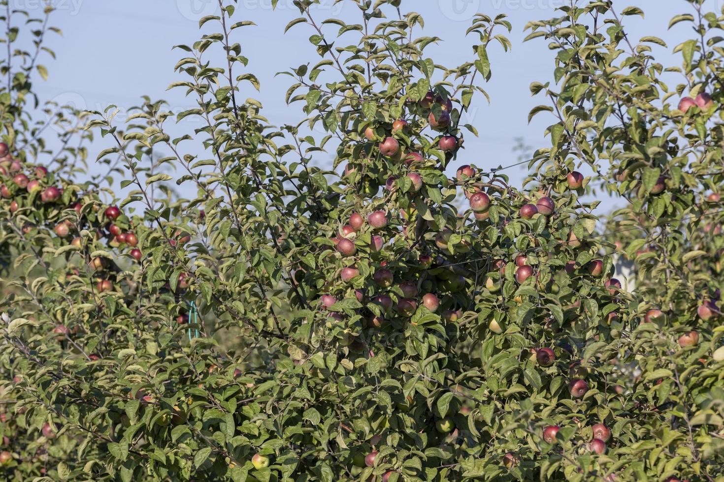 Apple harvest in the apple orchard photo