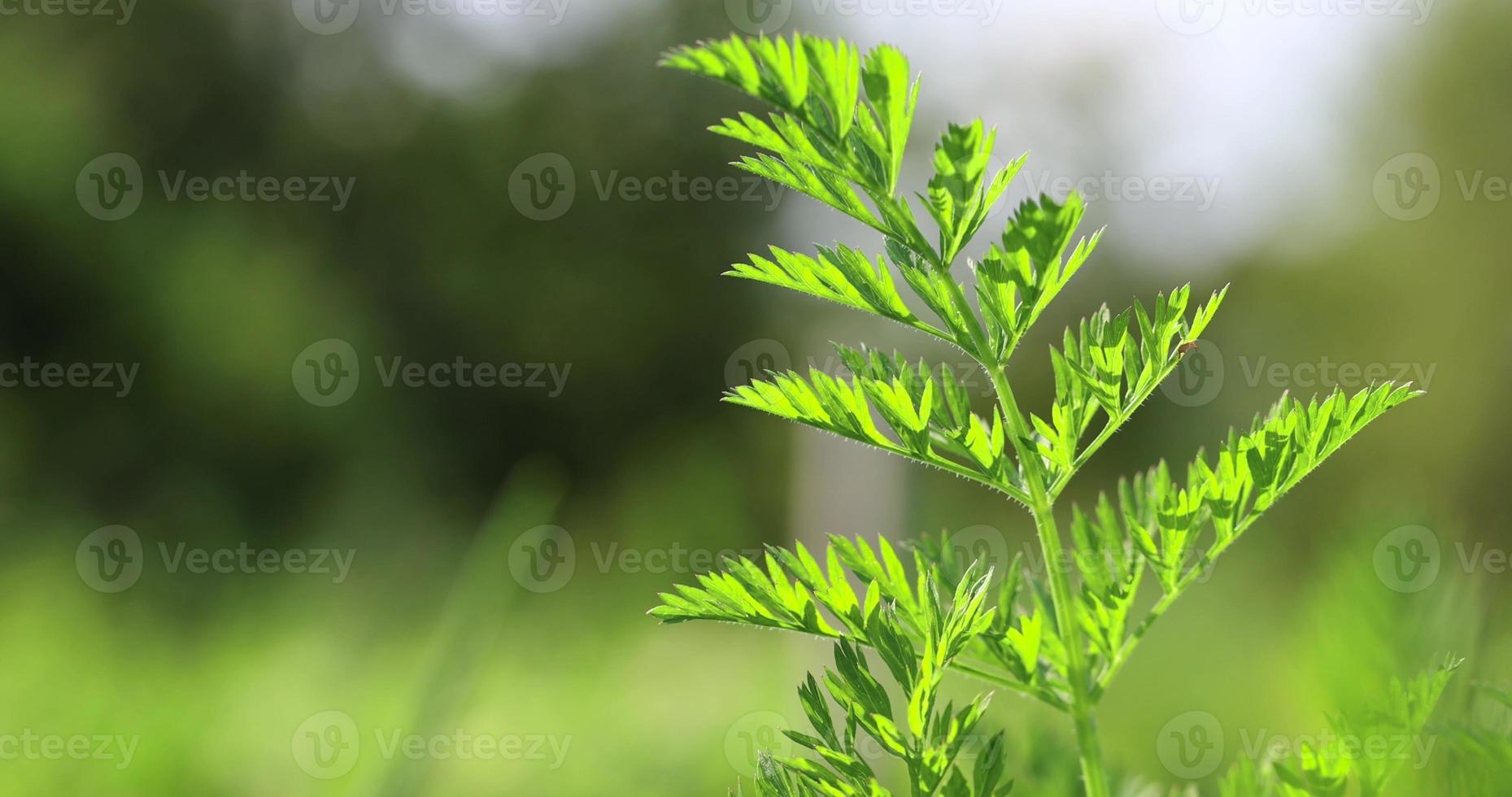 Green carrots while growing in the field photo