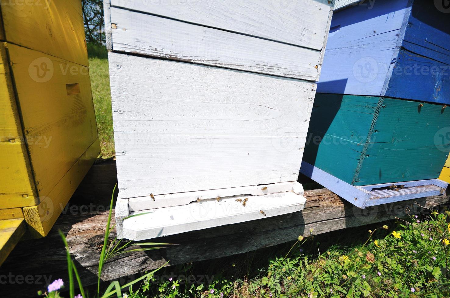 bee home at meadow photo