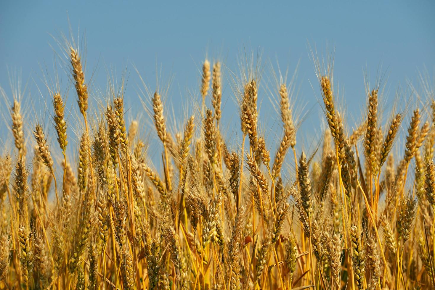 wheat field with blue sky in background photo