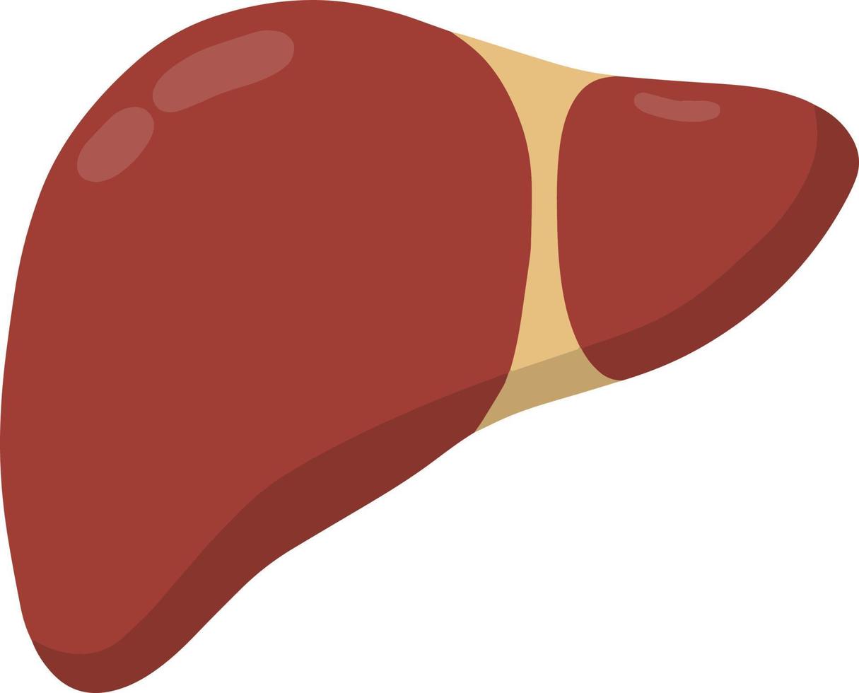 Healthy liver. Red internal human organ. Medicine and analysis. Cartoon flat illustration vector