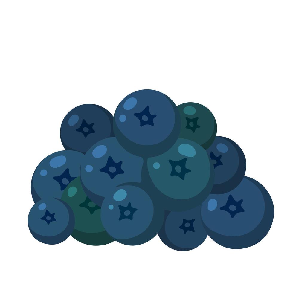 Blueberries. Black berry. Natural food. vector