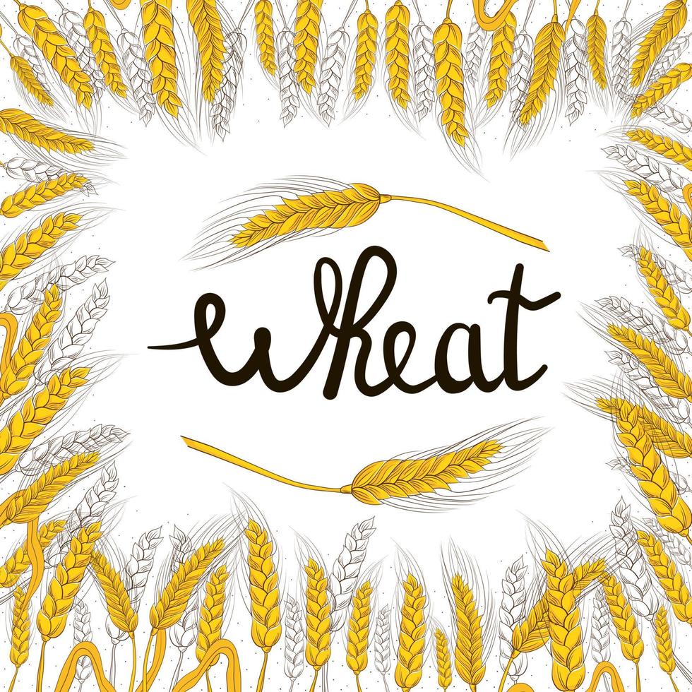 Wheat harvest in hand drawn style with lettering for bakery shop or flour packaging design on white background, grain harvest, food banner vector