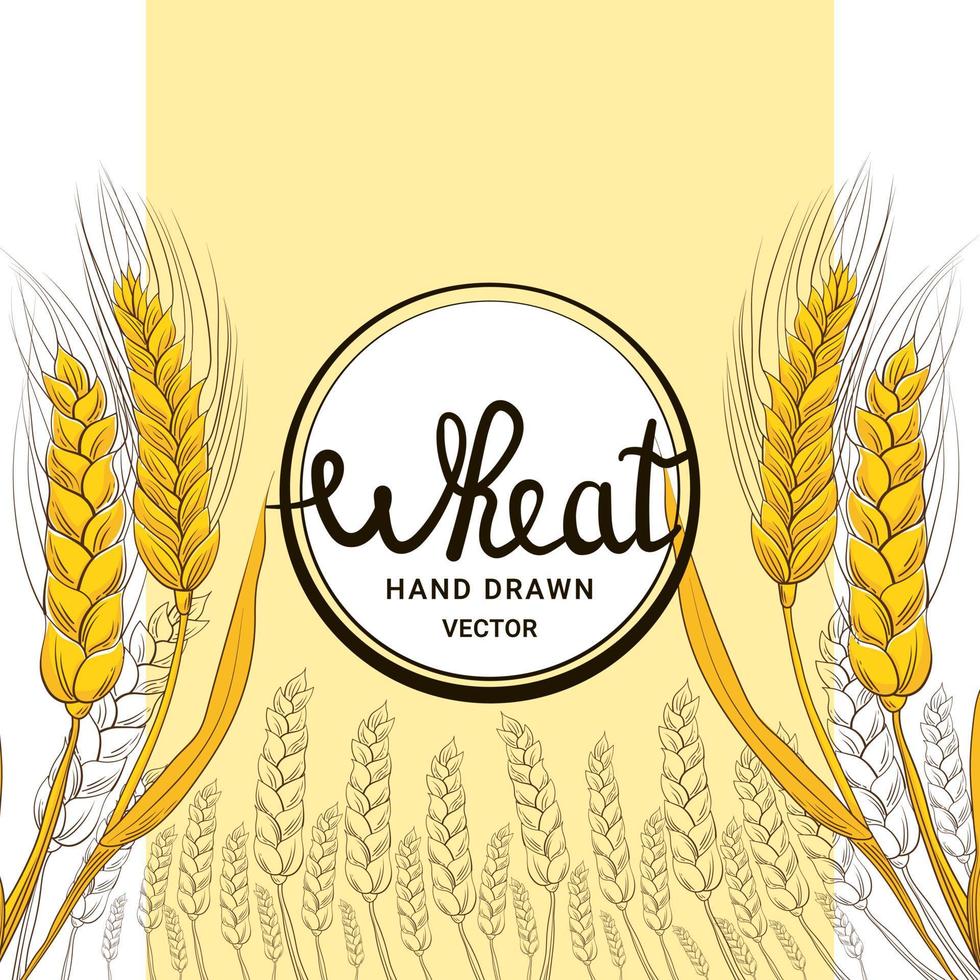 Wheat harvest in hand drawn style with lettering for bakery shop or flour packaging design on white background, grain harvest, food banner vector