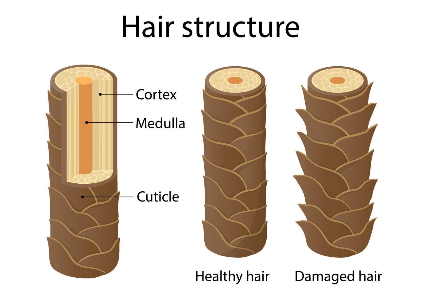 capa de estructura del cabello. ilustración de estilo de dibujos animados vector