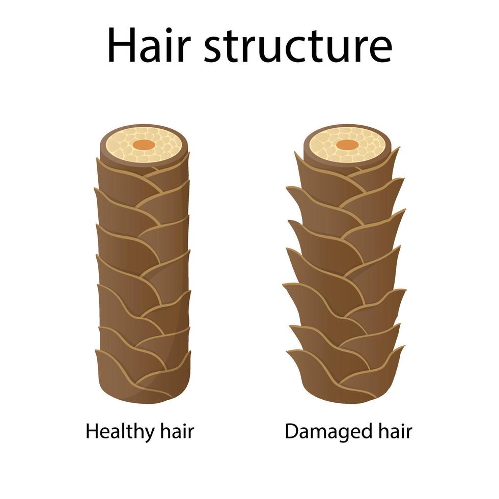 capa de estructura del cabello. ilustración de estilo de dibujos animados vector