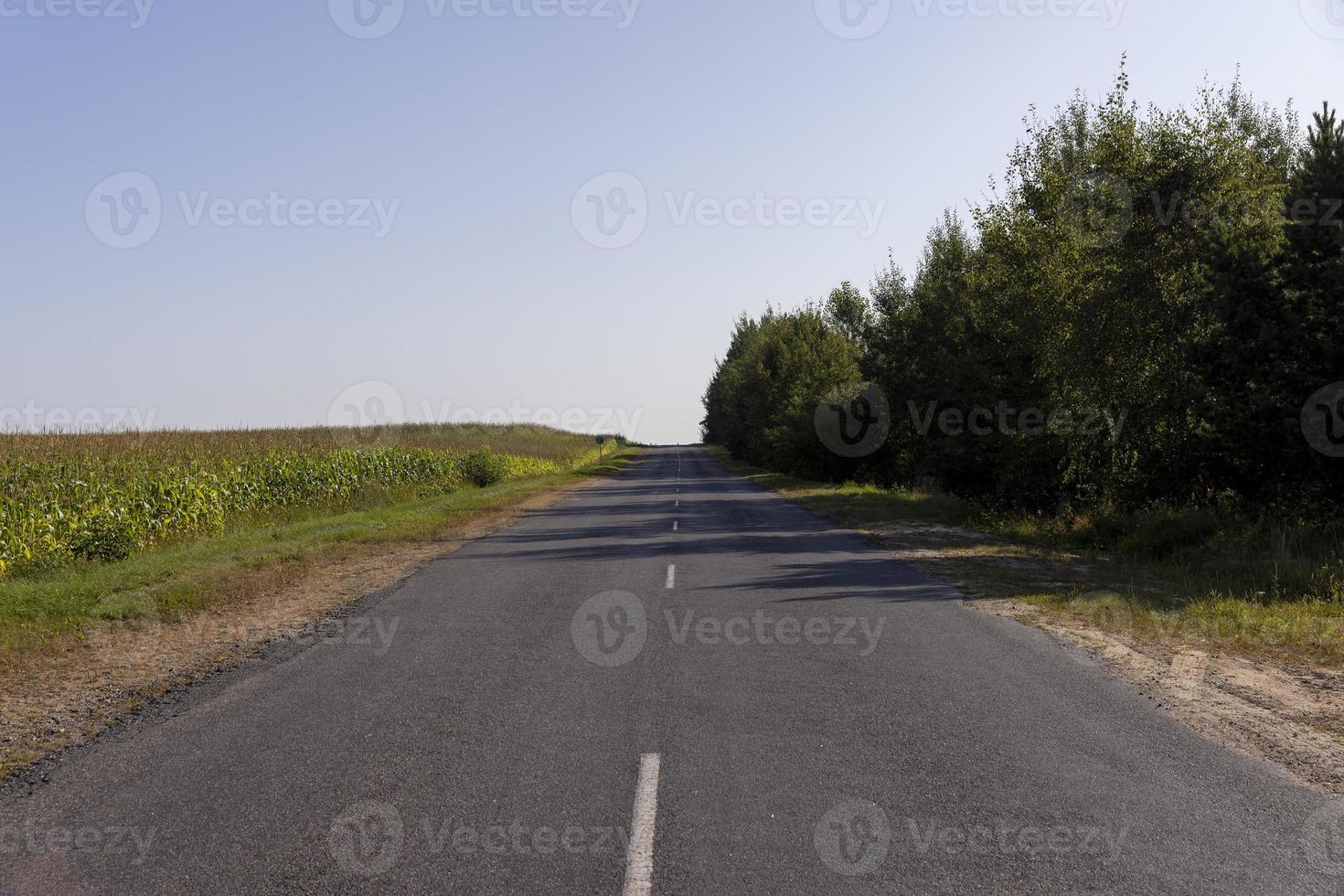 Paved road through the forest photo