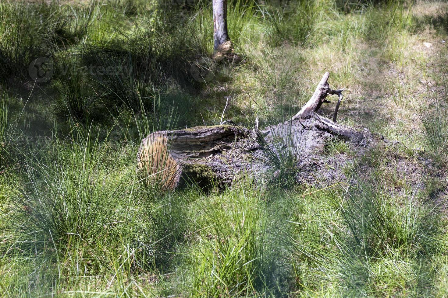 Rotting tree trunk behind the fence in the park photo