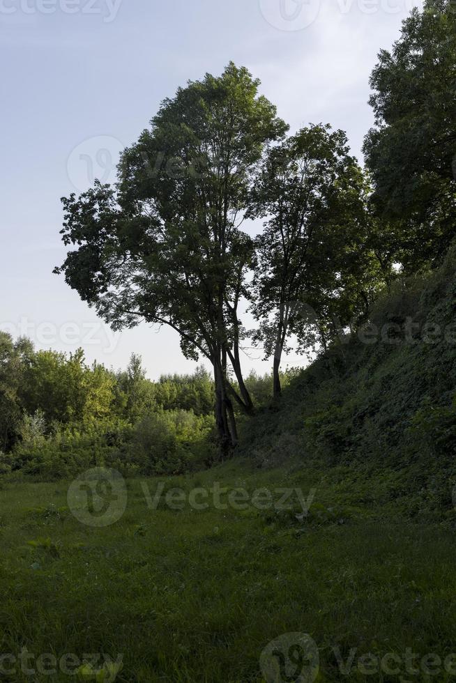 Different trees growing together in the forest photo